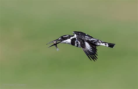 Vernon Chalmers Photography: Birds in Flight Photography Training Cape Town