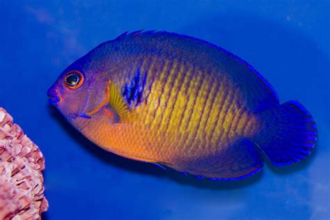 Coral Beauty Angelfish | Coral Beauty Angelfish(Centropyge b… | Flickr