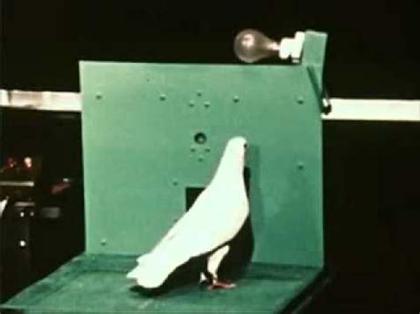 Why Did Skinner Choose Pigeons For His Experiments?