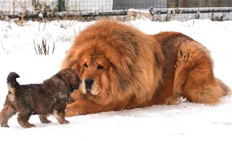 Biggest Dog in the World: Top 5 Giant Dog Breeds