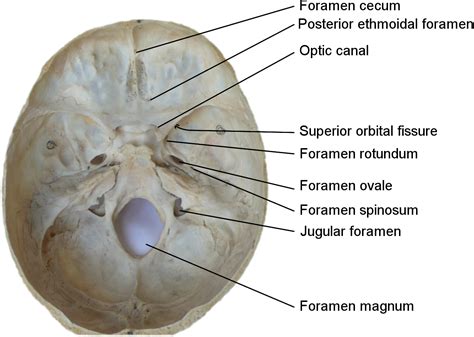 File:Skull foramina labeled.svg - Wikimedia Commons