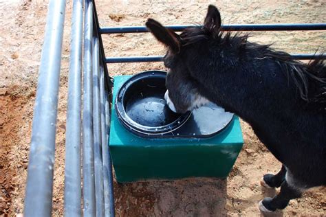 Outdoor Water Trough Heater | Flaminiadelconte.com