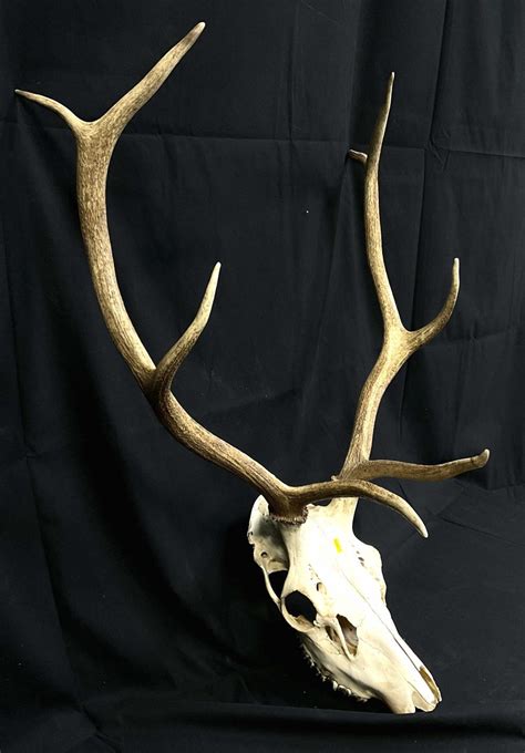 Lot - 8-point Buck Skull