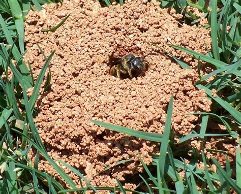 Ground Nesting Bees - LawnEQ Blog | Lawn care, How to dry basil, Bee