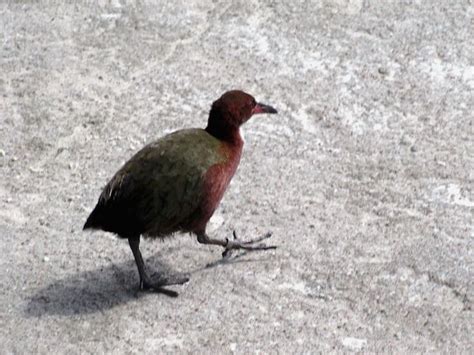 The Aldabra rail is the last flightless bird in the Indian Ocean, found ...