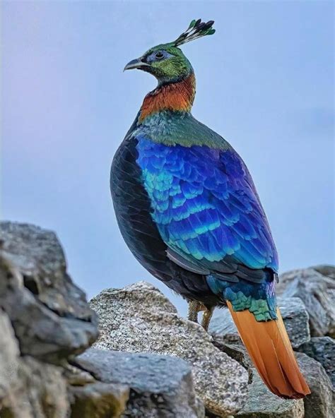 Himalayan Monal - Danfe, National Bird of Nepal Photo: Chungba Sherpa ...