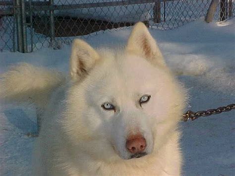 Alaskan Malamute White Husky - Pets Lovers