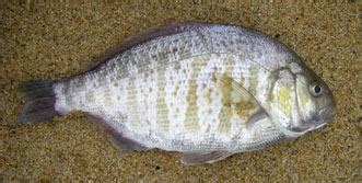 Surfperch Identification