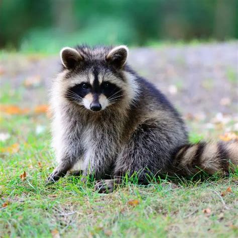 Raccoon Names (650+ Ideas for Your Furry Bandit)