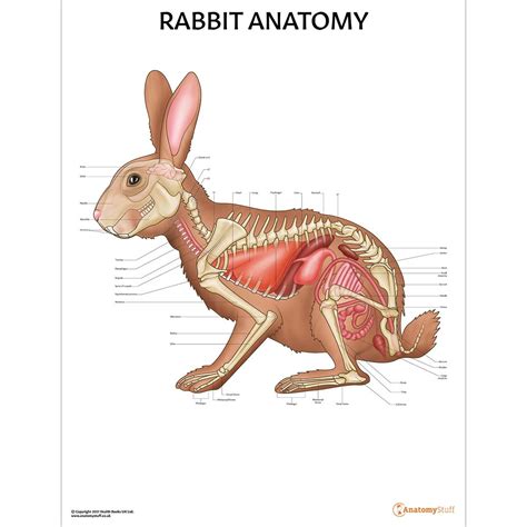 Pera Distracción Talentoso female rabbit anatomy rehén Raza humana historia