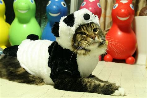 Panda cat | Cat costumes, Pet costumes, Funny animal pictures