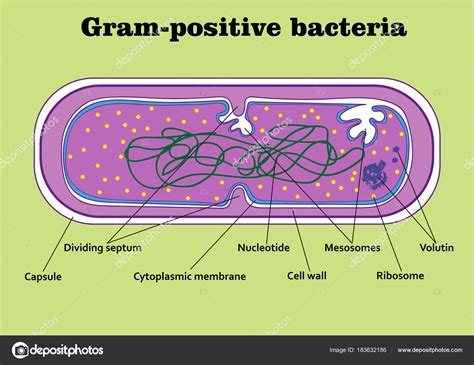 Estrutura Da Parede Celular De Bacterias Gram Positivas E Negativas ...