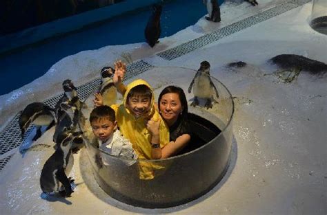 Manila Ocean Park Penguin