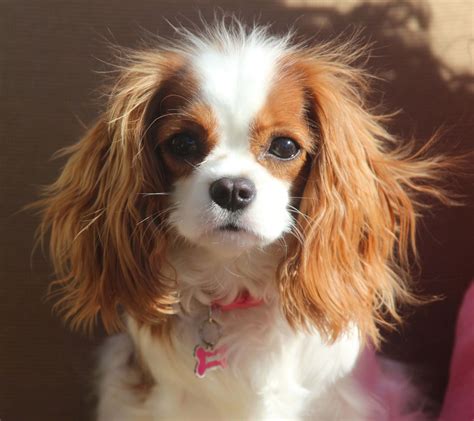 79+ Cute Cavalier King Charles Spaniel Ruby - l2sanpiero