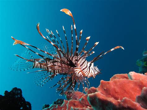 Fonds d'ecran Poisson Monde sous-marin Corail Pterois Animaux ...