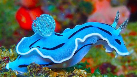 Blue Sea Snail looks otherworldly : interestingasfuck