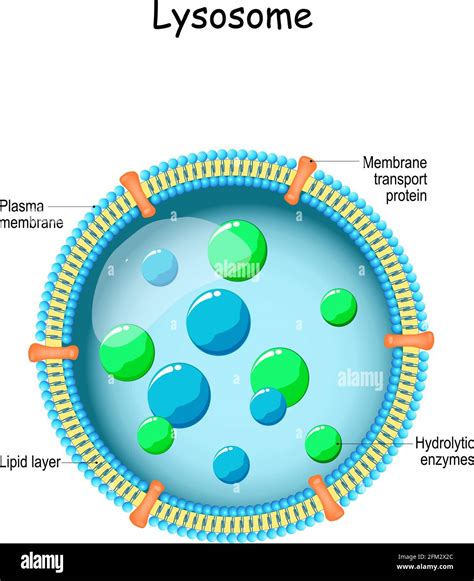 Cell membrane transport hi-res stock photography and images - Alamy