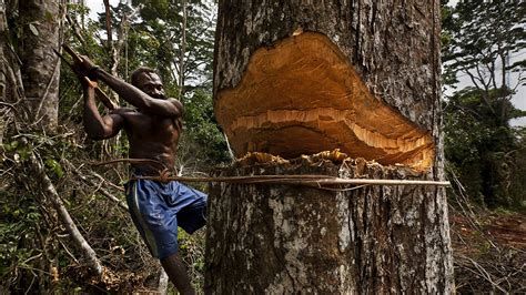 The Congo Basin rainforest, the second largest in the world, could ...