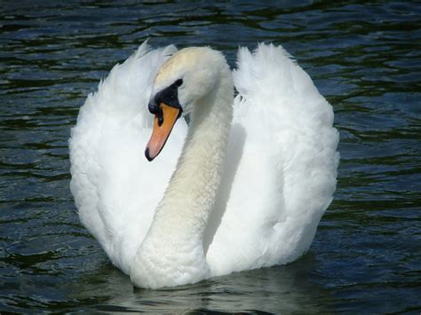 Beautiful Swan Free Stock Photo - Public Domain Pictures