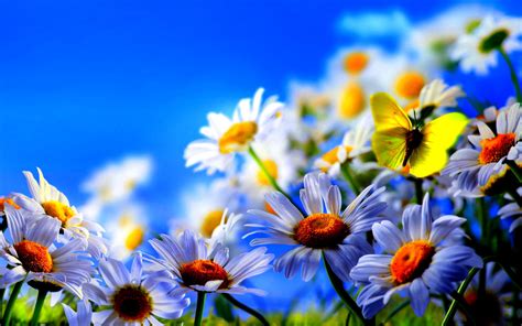 🔥 [50+] Free Screensavers Wallpapers Flowers | WallpaperSafari