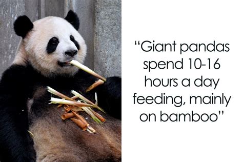 Giant Panda Habitat Facts