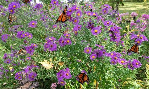 Butterfly Garden: How to Design One