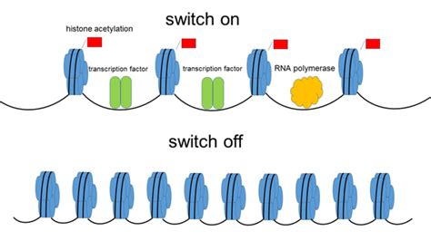 The discovery of a totally new kind of “mark” in human cell nucleus - ResOU