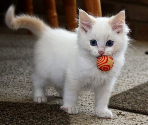 The Other Friends 3: Top 5 White Cute Cats