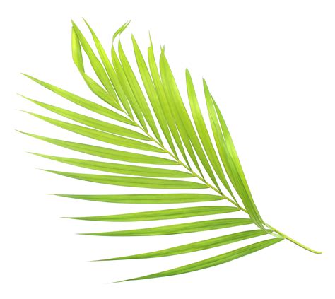 green palm leaf isolate on transparent background png file 9887424 PNG