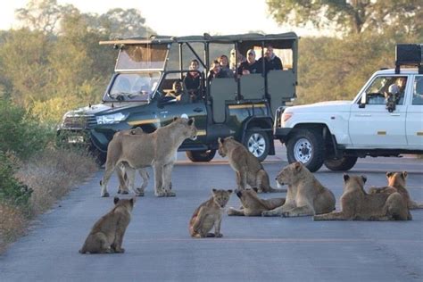 3 Days Guided Kruger Park Safari from Johannesburg | Compare Price 2024