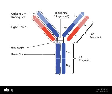 The basic structure of an antibody shows the light and heavy chains ...