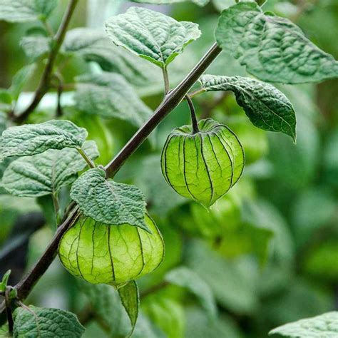 Cape Gooseberry Seeds - Physalis Peruviana Seed