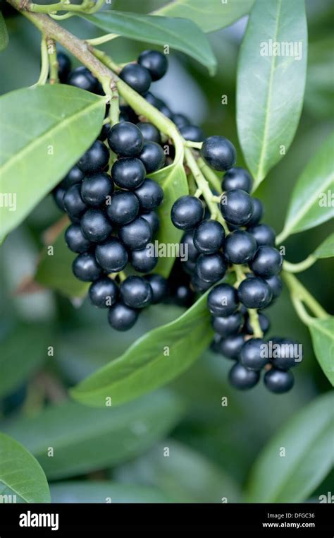 Cherry Laurel Berries