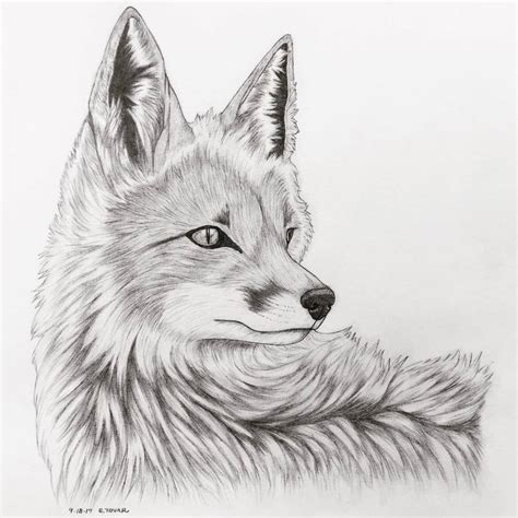 Fox Realism Pencil Sketch by Nostalga on DeviantArt