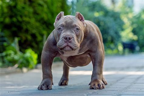 Exotic Bully Breeds | lupon.gov.ph