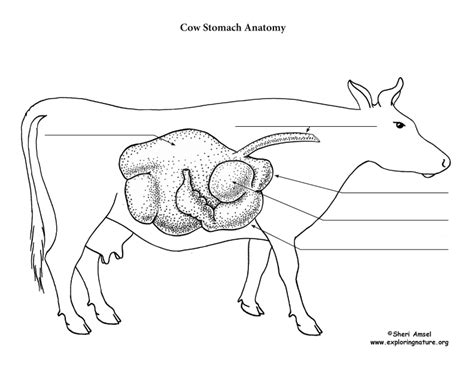 Sheep Digestive System Diagram Sketch Coloring Page