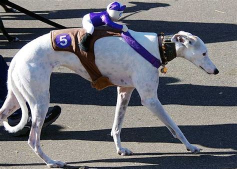 17 Best images about Italian greyhound costume on Pinterest | Reindeer ...