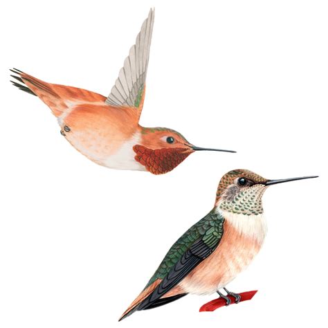 Rufous Hummingbird | Celebrate Urban Birds