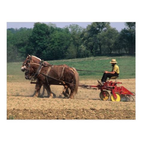 Amish Country simple people in farming with Postcard | Zazzle.com