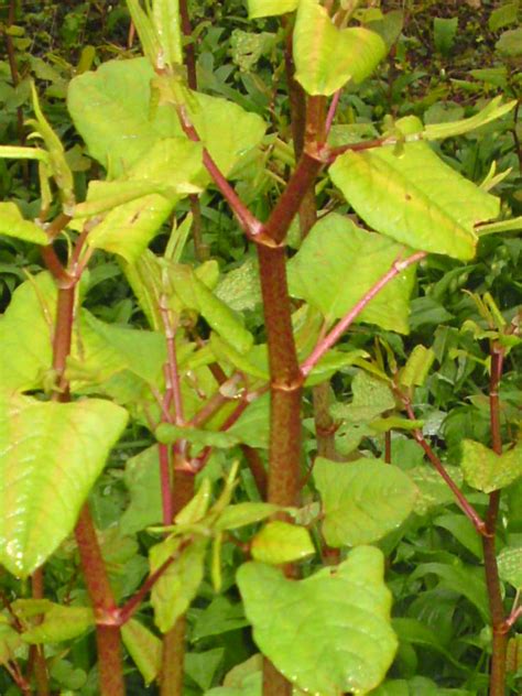 Japanese knotweed – Identification, distribution, edibility – Galloway ...