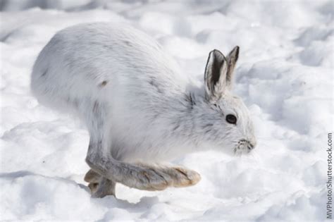 Snowshoe Hare Facts, Information, Pictures & Video