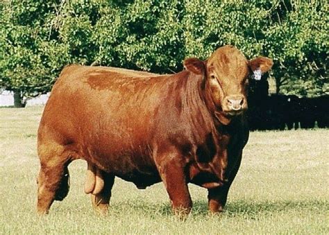 Limosin | Beef cattle, Cattle ranching, Cattle farming