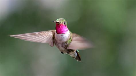 Colorful Flying Hummingbirds HD Birds Wallpapers | HD Wallpapers | ID ...