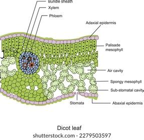 Dicot Leaf Anatomy Structure Dicot Leaf Stock Vector (Royalty Free ...