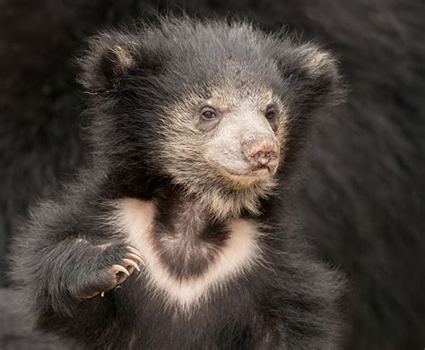 Sloth bear | San Diego Zoo Wildlife Explorers