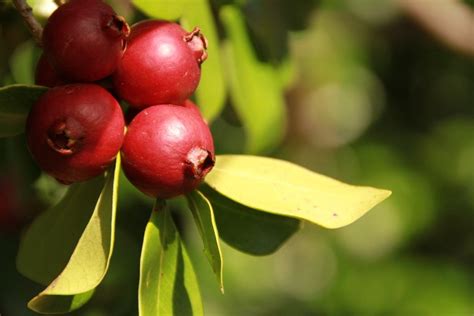 15 Guava Varieties (Most Common Varieties) - ChowTray