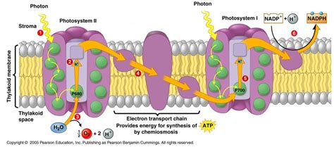 Photosystem 1 And 2 Diagram - General Wiring Diagram