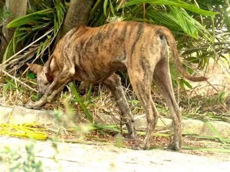 Khả năng tiêu hóa và sở thích ăn hải sản của loài chó Phú Quốc | Puppy ...