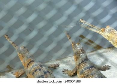 Breeding Young Gharials Gavialis Gangeticus Being Stock Photo 240004588 ...