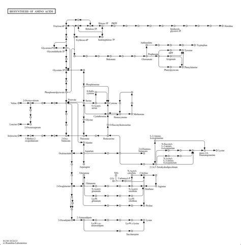 KEGG PATHWAY: Biosynthesis of amino acids - Reference pathway